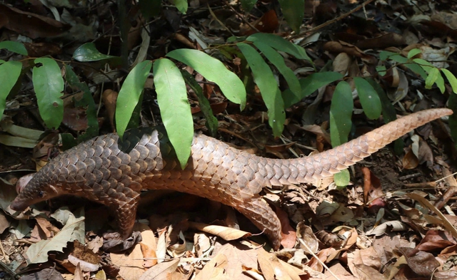 Thả về rừng con rắn hổ mang ch&uacute;a cực độc b&ograve; v&agrave;o bệnh viện ở Đắk Lắk  - Ảnh 3.