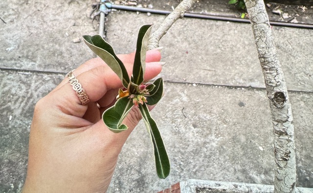 Ăn thử hoa sứ, hai trẻ ngộ độc cấp cứu - Ảnh 2.