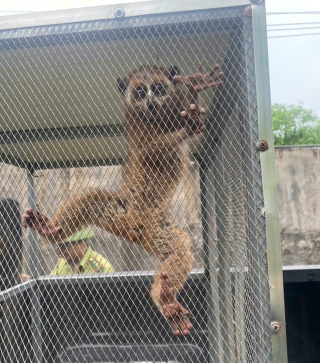 Cu li nhỏ đ&ocirc;i mắt tr&ograve;n xoe bất ngờ xuất hiện b&ecirc;n đường, vẻ ngo&agrave;i nh&uacute;t nh&aacute;t - Ảnh 2.