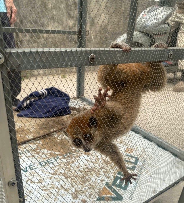 Cu li nhỏ đ&ocirc;i mắt tr&ograve;n xoe bất ngờ xuất hiện b&ecirc;n đường, vẻ ngo&agrave;i nh&uacute;t nh&aacute;t - Ảnh 7.