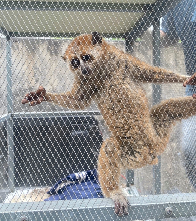 Cu li nhỏ đ&ocirc;i mắt tr&ograve;n xoe bất ngờ xuất hiện b&ecirc;n đường, vẻ ngo&agrave;i nh&uacute;t nh&aacute;t - Ảnh 1.