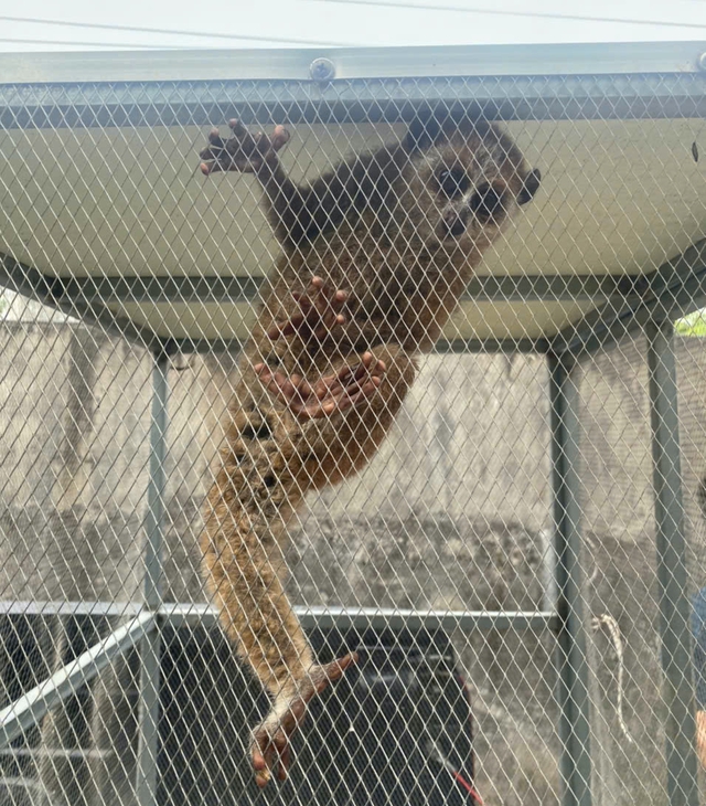 Cu li nhỏ đ&ocirc;i mắt tr&ograve;n xoe bất ngờ xuất hiện b&ecirc;n đường, vẻ ngo&agrave;i nh&uacute;t nh&aacute;t - Ảnh 3.