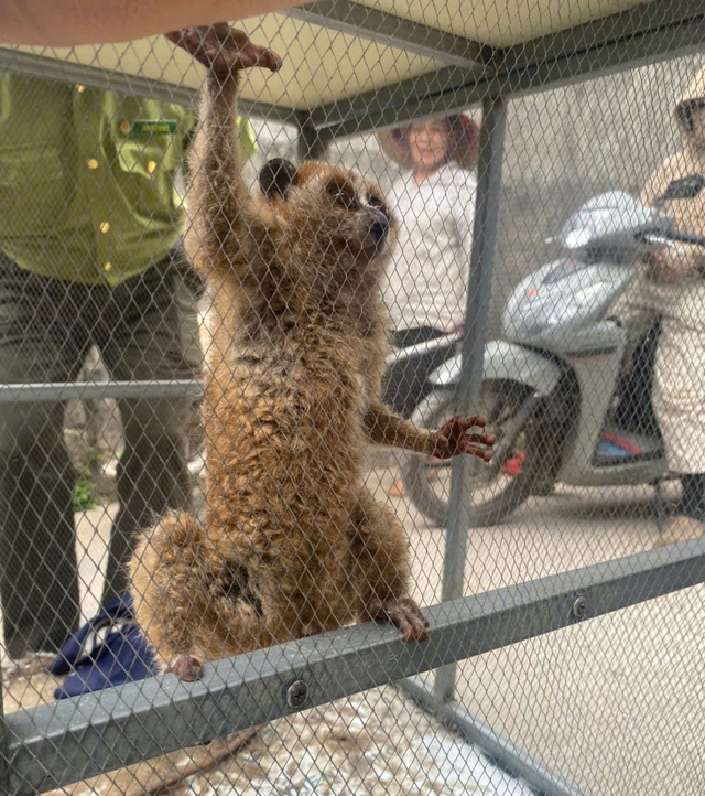 Cu li nhỏ đ&ocirc;i mắt tr&ograve;n xoe bất ngờ xuất hiện b&ecirc;n đường, vẻ ngo&agrave;i nh&uacute;t nh&aacute;t - Ảnh 5.