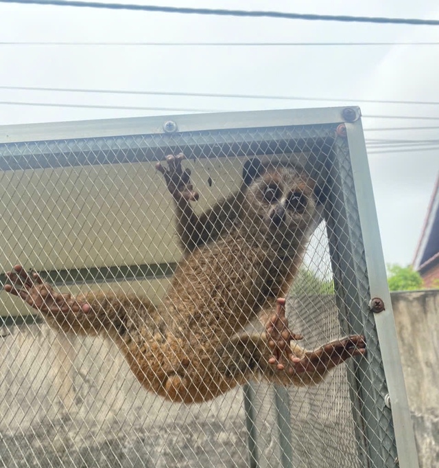Cu li nhỏ đ&ocirc;i mắt tr&ograve;n xoe bất ngờ xuất hiện b&ecirc;n đường, vẻ ngo&agrave;i nh&uacute;t nh&aacute;t - Ảnh 6.