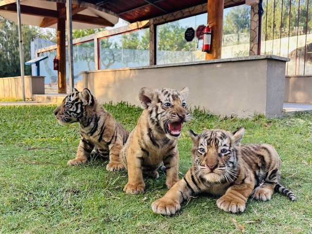 Hổ Bengal sinh 3 con tại FLC Zoo Safari Park Quy Nhơn - Ảnh 1.