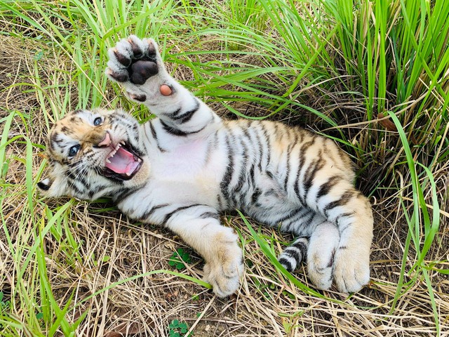 Hổ Bengal sinh 3 con tại FLC Zoo Safari Park Quy Nhơn - Ảnh 2.