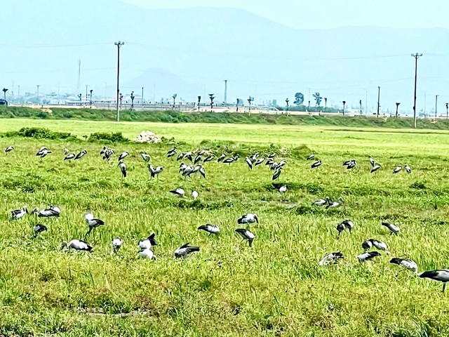 Lo&agrave;i chim qu&yacute; hiếm trong S&aacute;ch đỏ Việt Nam xuất hiện ngo&agrave;i đồng, người d&acirc;n t&ograve; m&ograve; - Ảnh 1.