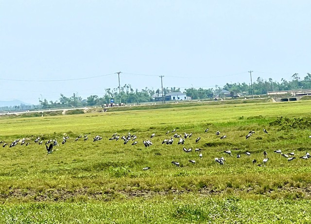 Lo&agrave;i chim qu&yacute; hiếm trong S&aacute;ch đỏ Việt Nam xuất hiện ngo&agrave;i đồng, người d&acirc;n t&ograve; m&ograve; - Ảnh 3.