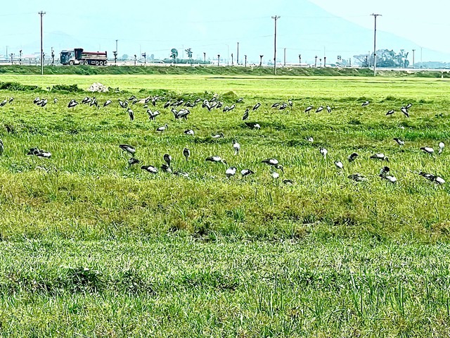 Lo&agrave;i chim qu&yacute; hiếm trong S&aacute;ch đỏ Việt Nam xuất hiện ngo&agrave;i đồng, người d&acirc;n t&ograve; m&ograve; - Ảnh 2.