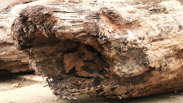 Kh&aacute;m ph&aacute; cọc gỗ s&ocirc;ng V&acirc;n c&oacute; ni&ecirc;n đại từ thời nh&agrave; Trần tại Ninh B&igrave;nh - Ảnh 2.