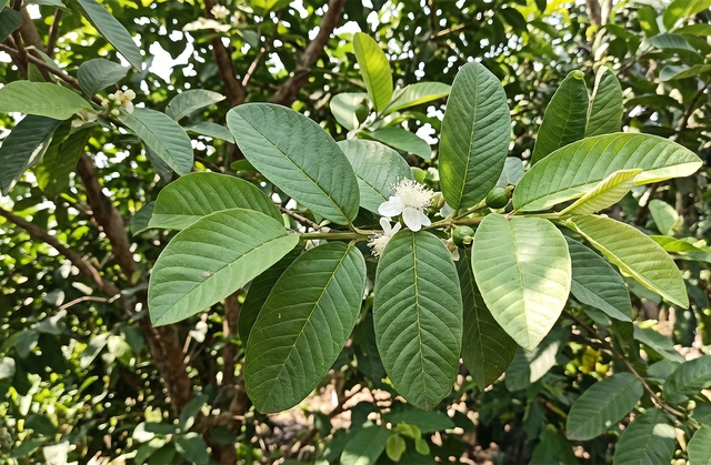 Ng&agrave;y n&agrave;o cũng uống nước l&aacute; ổi c&oacute; tốt kh&ocirc;ng? - Ảnh 1.