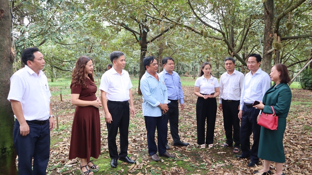 Đồng Nai: Kết nối, t&igrave;m đầu ra bền vững cho 'vua của c&aacute;c loại tr&aacute;i c&acirc;y' - Ảnh 5.