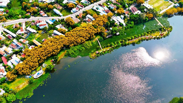 'Sắc sưa Hương Tr&agrave; &ndash; Đ&agrave; Nẵng 2026': Đ&aacute;nh thức di sản giữa sắc v&agrave;ng cổ thụ- Ảnh 1.