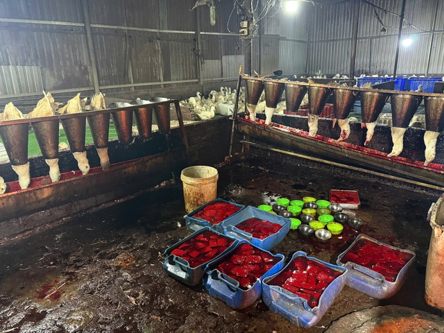  Đột kích lò giết mổ gia cầm 'siêu bẩn' lúc rạng sáng - Ảnh 1.