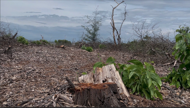 Huế: Ph&oacute; chủ tịch phường bị c&aacute;ch tất cả chức vụ v&igrave; vụ b&aacute;n rừng ph&ograve;ng hộ- Ảnh 1.