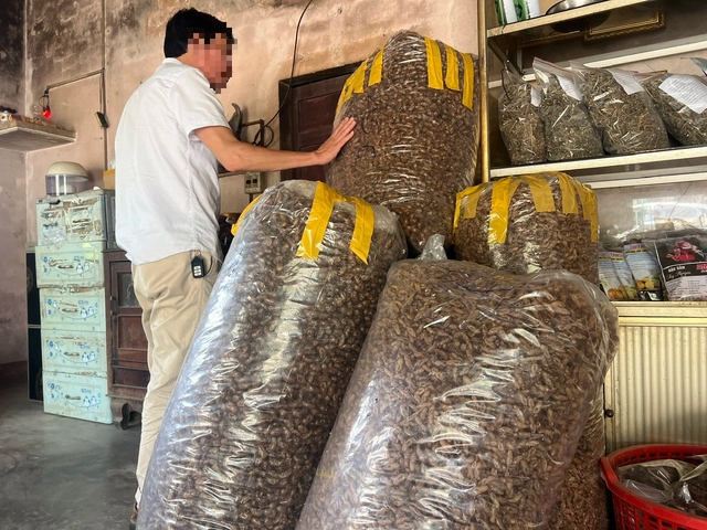 Thu mua x&aacute;c ve sầu ở T&acirc;y nguy&ecirc;n "l&agrave; hiện tượng lạ'?- Ảnh 2.