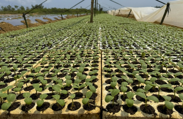 Mưu sinh tr&ecirc;n s&ocirc;ng Tr&agrave;: Đời n&ocirc;ng d&acirc;n 'du mục'- Ảnh 2.