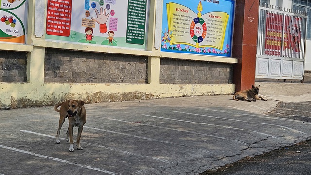 Thả rông chó gây chết người, chủ nuôi có thể bị truy cứu trách nhiệm hình sự- Ảnh 2.