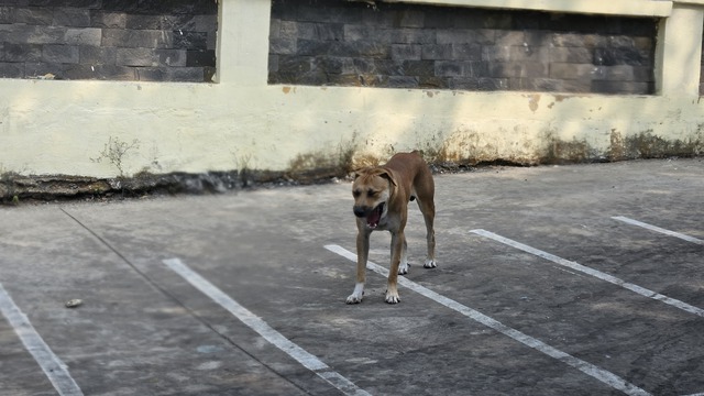 Thả rông chó gây chết người, chủ nuôi có thể bị truy cứu trách nhiệm hình sự- Ảnh 1.