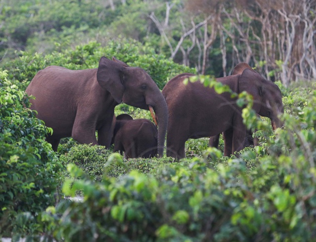 Triệu ph&uacute; Mỹ m&ecirc; săn th&uacute; bị voi giẫm chết - Ảnh 1.