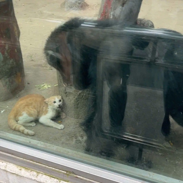 M&egrave;o rơi v&agrave;o chuồng d&atilde; nh&acirc;n ở Thảo Cầm Vi&ecirc;n S&agrave;i G&ograve;n, được giải cứu an to&agrave;n - Ảnh 1.