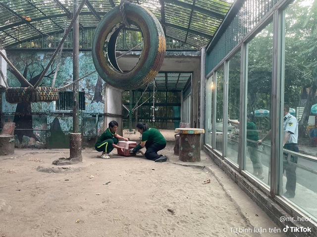 M&egrave;o rơi v&agrave;o chuồng d&atilde; nh&acirc;n ở Thảo Cầm Vi&ecirc;n S&agrave;i G&ograve;n, được giải cứu an to&agrave;n - Ảnh 2.