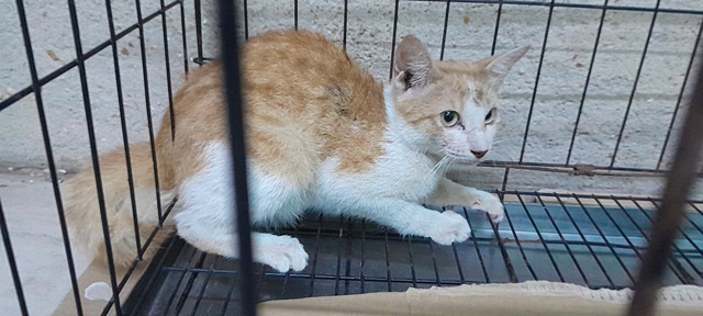 M&egrave;o rơi v&agrave;o chuồng d&atilde; nh&acirc;n ở Thảo Cầm Vi&ecirc;n S&agrave;i G&ograve;n, được giải cứu an to&agrave;n - Ảnh 3.