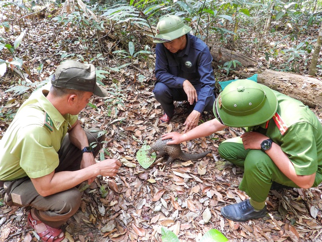 Vườn Quốc gia Kon Ka Kinh hồi sinh những 'b&aacute;u vật' đại ng&agrave;n - Ảnh 3.