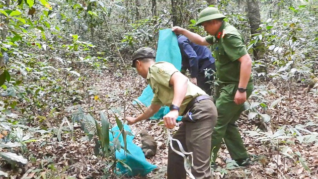 Vườn Quốc gia Kon Ka Kinh hồi sinh những 'b&aacute;u vật' đại ng&agrave;n - Ảnh 4.