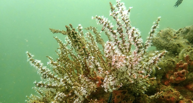 C&agrave; Mau viết lại cấu tr&uacute;c ph&aacute;t triển- Ảnh 5.