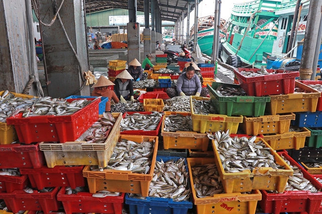 C&agrave; Mau viết lại cấu tr&uacute;c ph&aacute;t triển- Ảnh 6.