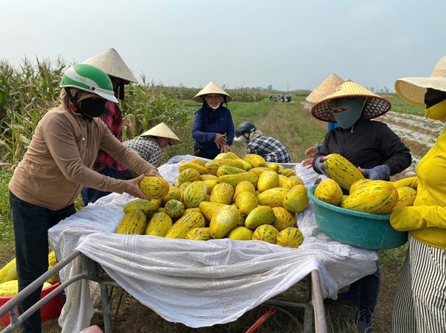 Chung sức b&aacute;n 10 tấn dưa gi&uacute;p người phụ nữ bị g&atilde;y ch&acirc;n - Ảnh 1.