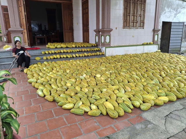 Chung sức b&aacute;n 10 tấn dưa gi&uacute;p người phụ nữ bị g&atilde;y ch&acirc;n - Ảnh 2.