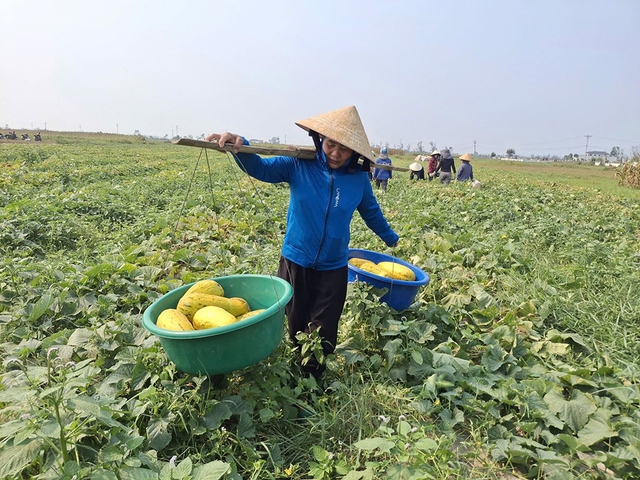 Chung sức b&aacute;n 10 tấn dưa gi&uacute;p người phụ nữ bị g&atilde;y ch&acirc;n - Ảnh 3.