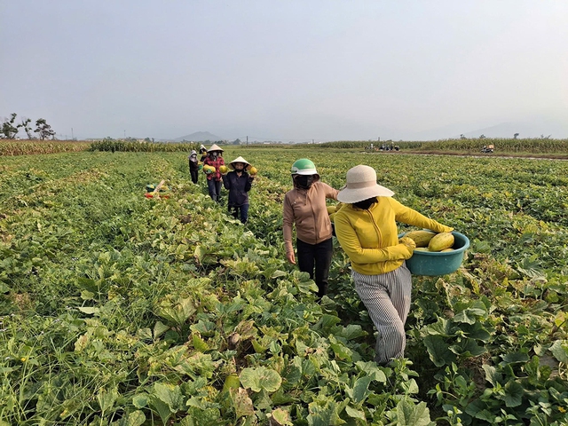 Chung sức b&aacute;n 10 tấn dưa gi&uacute;p người phụ nữ bị g&atilde;y ch&acirc;n - Ảnh 4.