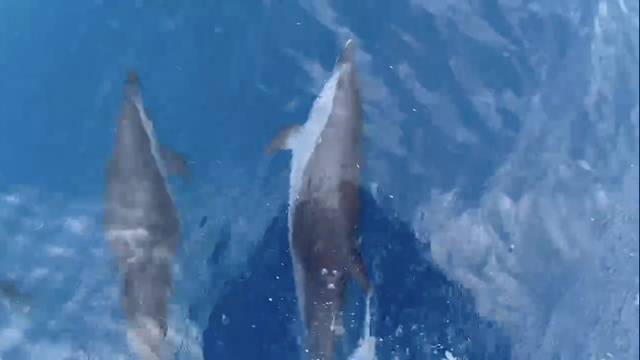 Khoảng 100 con c&aacute; heo xuất hiện tại biển Quy Nhơn, ngư d&acirc;n n&oacute;i &lsquo;điềm l&agrave;nh&rsquo; - Ảnh 1.