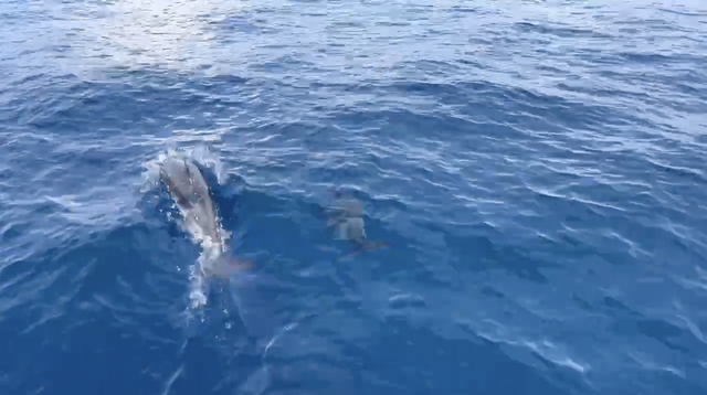 Bất ngờ ph&aacute;t hiện đ&agrave;n c&aacute; heo khoảng 100 c&aacute; thể tại v&ugrave;ng biển Gia Lai - Ảnh 2.