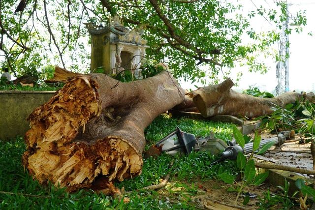 Nh&aacute;nh c&acirc;y đa trăm tuổi g&atilde;y đổ, h&agrave;ng chục người tập trung b&ecirc;n dưới h&uacute; v&iacute;a- Ảnh 1.