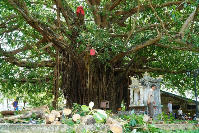 Nh&aacute;nh c&acirc;y đa trăm tuổi g&atilde;y đổ, h&agrave;ng chục người tập trung b&ecirc;n dưới h&uacute; v&iacute;a- Ảnh 4.