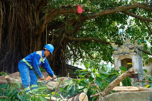 Nh&aacute;nh c&acirc;y đa trăm tuổi g&atilde;y đổ, h&agrave;ng chục người tập trung b&ecirc;n dưới h&uacute; v&iacute;a- Ảnh 3.