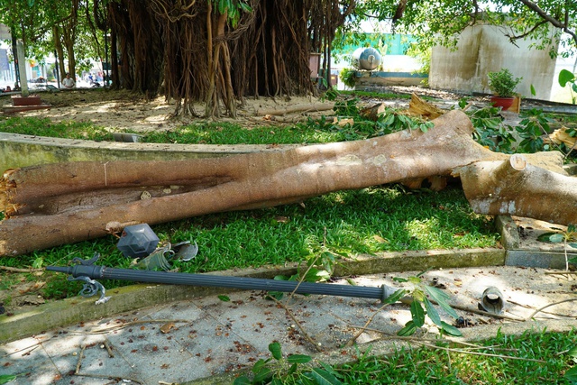 Nh&aacute;nh c&acirc;y đa trăm tuổi g&atilde;y đổ, h&agrave;ng chục người tập trung b&ecirc;n dưới h&uacute; v&iacute;a- Ảnh 2.