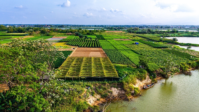 Mưu sinh tr&ecirc;n s&ocirc;ng Tr&agrave;: Nương ph&ugrave; sa m&agrave; sống, theo con nước m&agrave; đi- Ảnh 1.