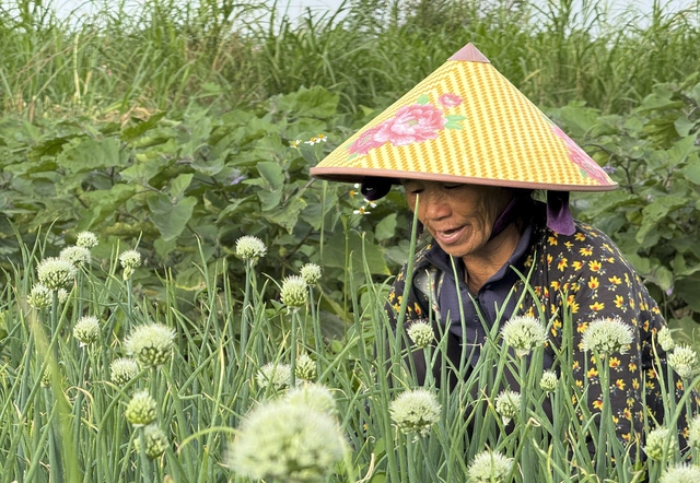 Mưu sinh tr&ecirc;n s&ocirc;ng Tr&agrave;: Nương ph&ugrave; sa m&agrave; sống, theo con nước m&agrave; đi- Ảnh 6.