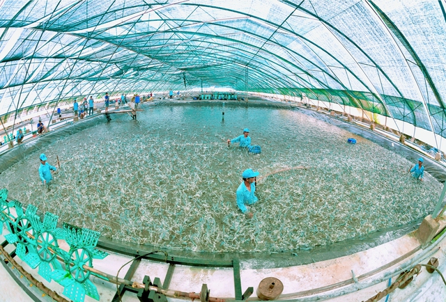 C&agrave; Mau với kh&aacute;t vọng vươn xa- Ảnh 4.