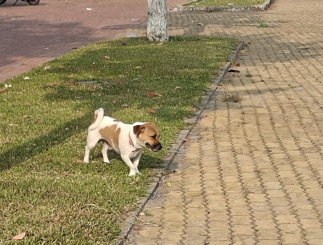 R&ugrave;ng m&igrave;nh cảnh ch&oacute; kh&ocirc;ng rọ m&otilde;m giữa m&ugrave;a nắng n&oacute;ng, nguy cơ dại bủa v&acirc;y- Ảnh 3.