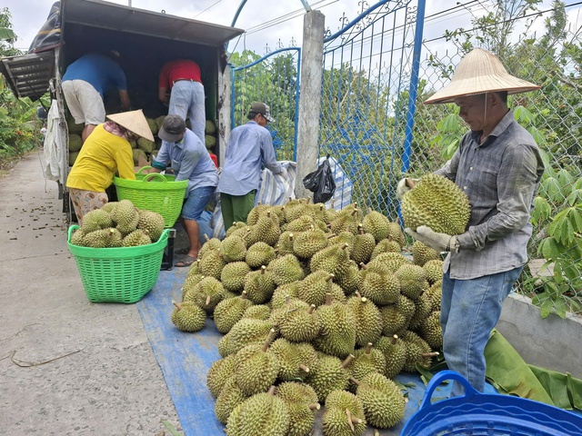 Gi&aacute; sầu ri&ecirc;ng chạm đ&aacute;y, n&ocirc;ng d&acirc;n 'ngồi tr&ecirc;n đống lửa'- Ảnh 2.