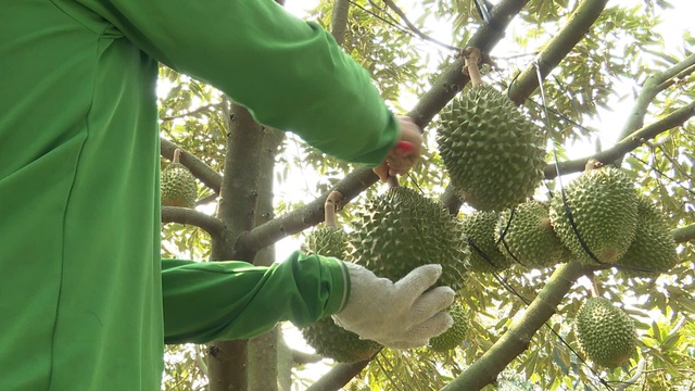 Gi&aacute; sầu ri&ecirc;ng chạm đ&aacute;y, n&ocirc;ng d&acirc;n 'ngồi tr&ecirc;n đống lửa'- Ảnh 1.
