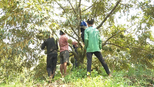 Gi&aacute; sầu ri&ecirc;ng chạm đ&aacute;y, n&ocirc;ng d&acirc;n 'ngồi tr&ecirc;n đống lửa'- Ảnh 3.