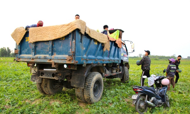 Dưa hấu gi&aacute; rẻ chỉ 3.000 đồng/kg, n&ocirc;ng d&acirc;n Quảng Trị 'đứng ngồi kh&ocirc;ng y&ecirc;n'- Ảnh 2.