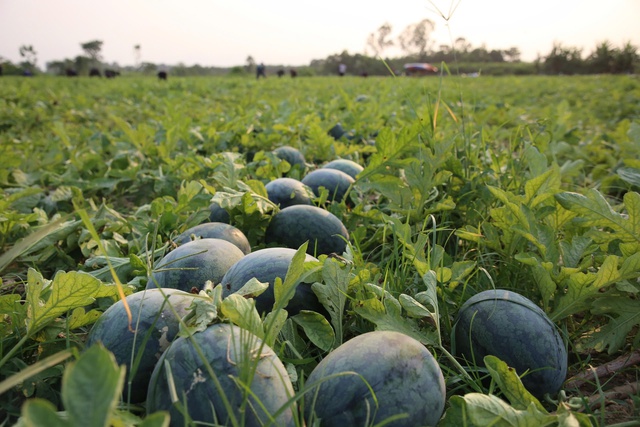 Dưa hấu gi&aacute; rẻ chỉ 3.000 đồng/kg, n&ocirc;ng d&acirc;n Quảng Trị 'đứng ngồi kh&ocirc;ng y&ecirc;n'- Ảnh 1.